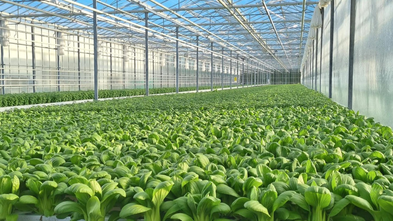 2024-09-23 Greenhouse scene