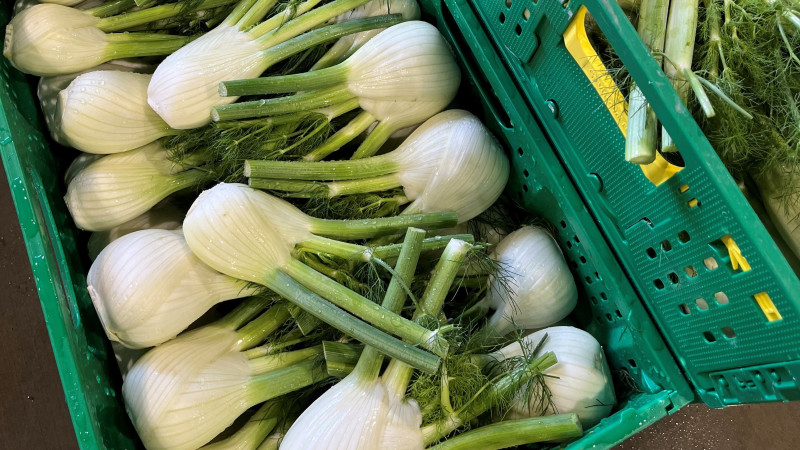 2026 06 11 Fennel