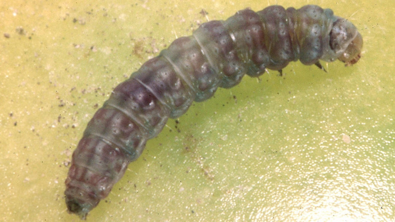 2026 09 10 Tomato pinworm