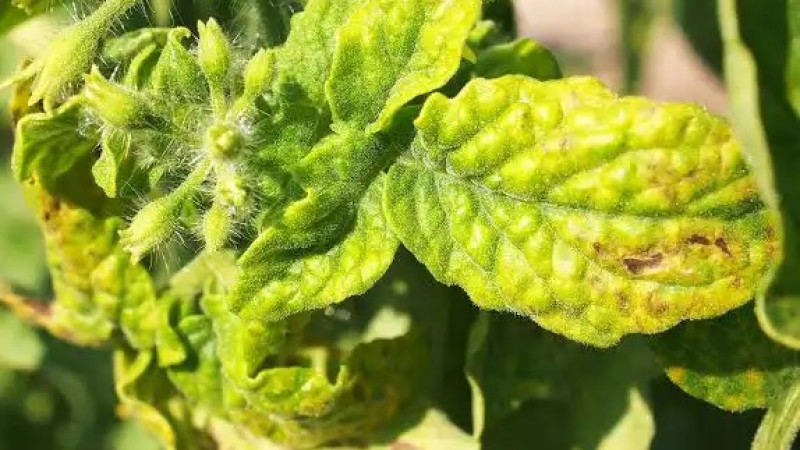 2026 09 10 Tomato yellow leaf