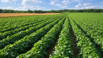2026 06 04 Potato paddock