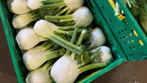 2026 08 27 Fennel