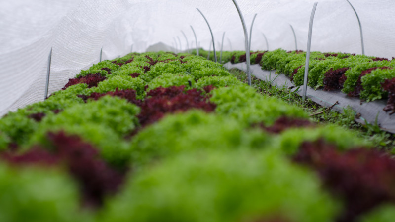 Cover crops 2