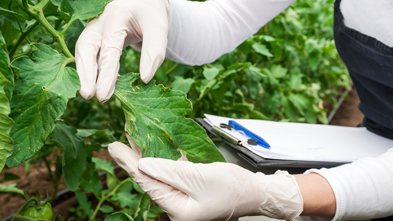 Pest disease and weed monitoring