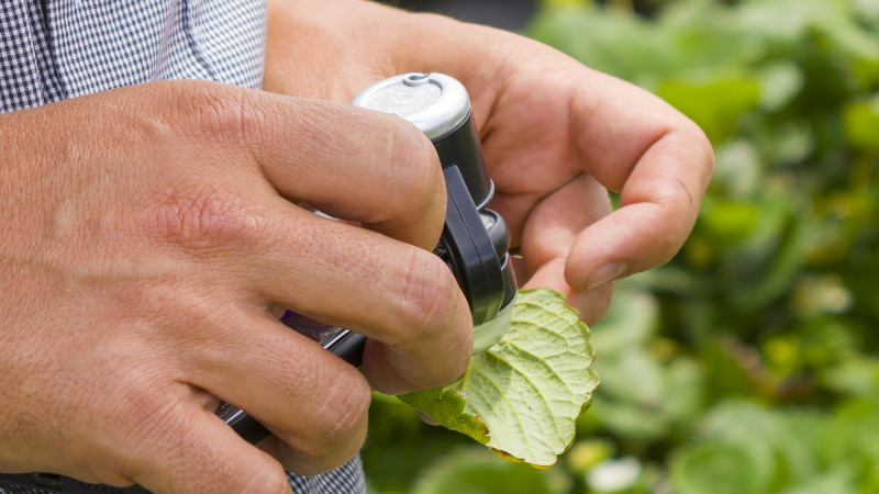 biosecurity inspectingleaf