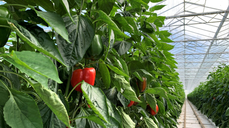 NZ Gourmet Pukekohe Glasshouse 1