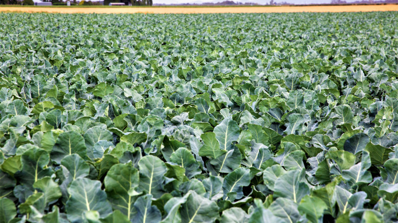 Outdoor crops 2