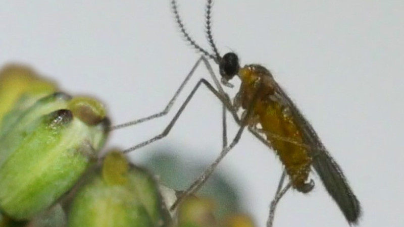 Adult male swede midge on canola flowers c Canola Council Canada