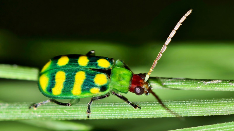 Banded Cucumber Beetle Diabrotica balteata LeConte Stock photo 1