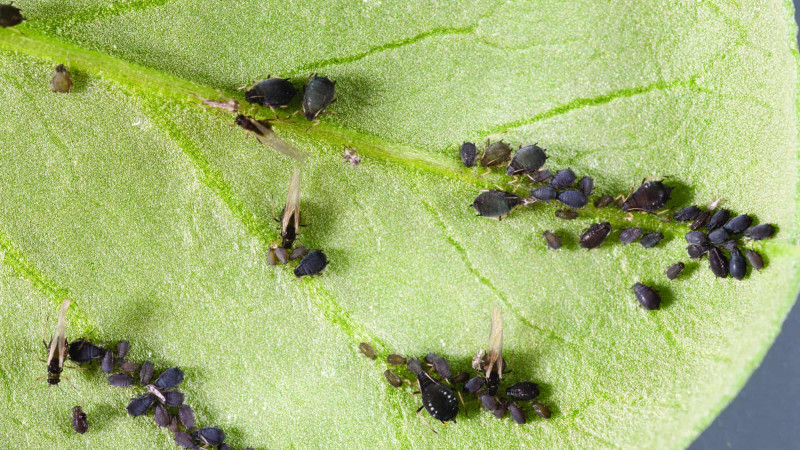 Black Bean Aphid on potato plant leaf Potatoes NZ (1)