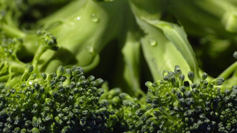 Broccoli 2