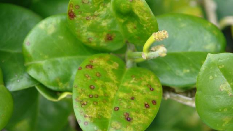 Capsicum Chlorosis Virus CaCV Hawaii Edu