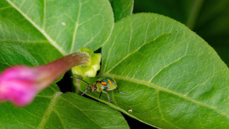 Cucurbit Beetle Diabrotica speciossa Stock photo 1