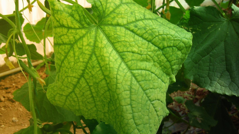 Cucurbit Yellow Stunting Disorder Virus Crinivirus CYSDV c Seminis Australia