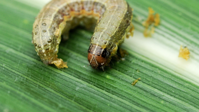 Fall Army Worm Spodoptera frugiperda Stock Photo