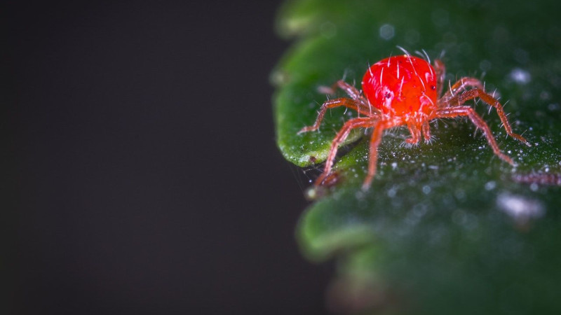 Red Spider Mite Tetranychus evansi Stock photo 2