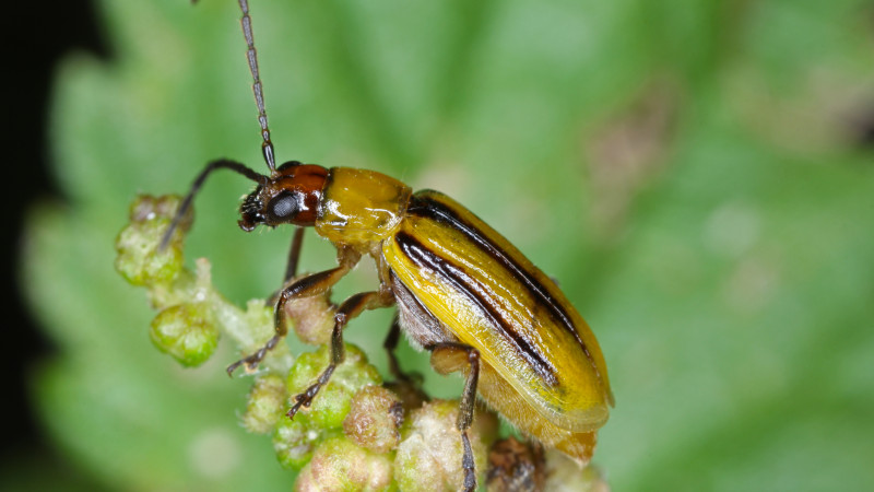Western Corn Rootworm Diabrotica virgifera subsp.virgifera Stock photo 1